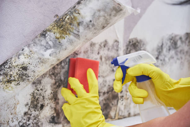 Why You Should Choose Our Mold Remediation Services in Ben Bolt, TX